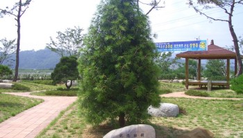 2005-6-30 기념식수 이미지